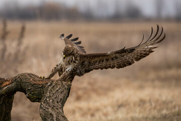 buzzard landing - Buteo buteo