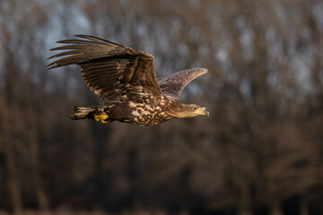 juvenile white tailed eagle in flight