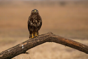 portrait of a buzzard sitting on a branch - Buteo buteo