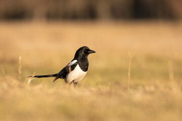 Fototapeta premium Magpie on the ground