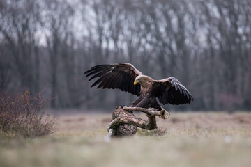 an adult white tailed eagle landing on a tree