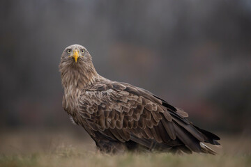 an adult white-tailed eagle facing you, looking straight at you