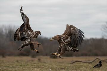 two white tailed eagles fighting