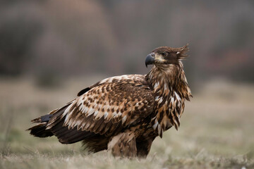 juvenile white tailed eagle