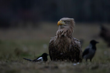 an adult white tailed eagle sitting on the ground before it gets dark