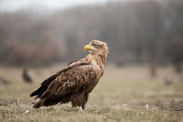 side portrait of an adult white tailed eagle