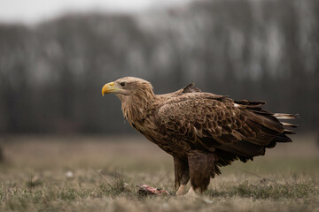 side portrait of an adult white tailed eagle