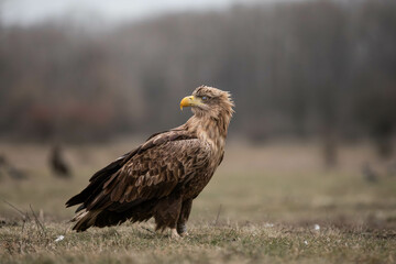 side portrait of an adult white tailed eagle