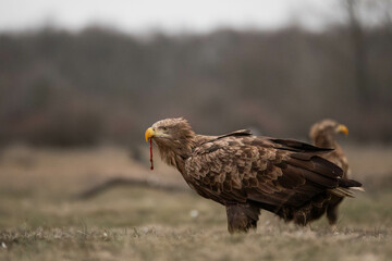 an adult white tailed eagle with his prey