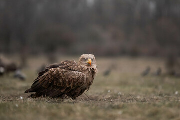 Fototapeta premium white tailed eagle with bloody beak