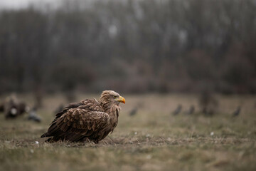 adult white tailed eagle with bloody beak