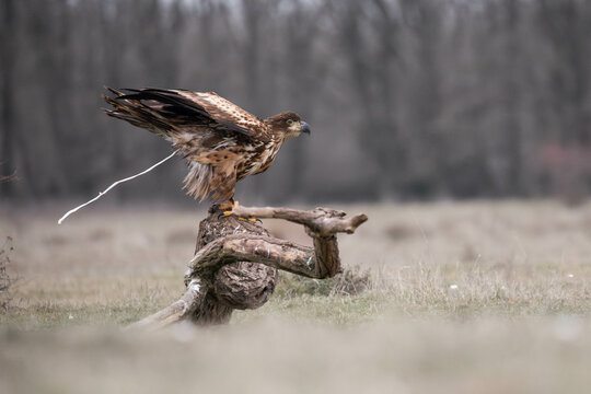 a white tailed eagle having a boop on a tree