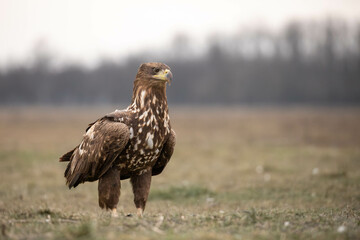 a juvenile white tailed eagle