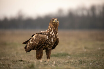 a juvenile white tailed eagle