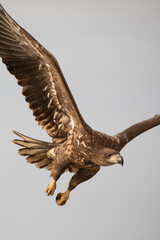 a white tailed eagle in flight