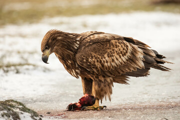 a white tailed eagle with prey