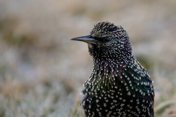 portrait of a starling, Sturnus vulgaris