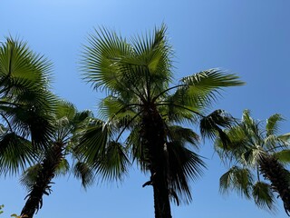 Washington Robusta palm trees on a blue sky background. Wallpaper background. Washingtonia Robusta (Mexican fan palm) is a tree in the Archaeplastida species of the palm family.
