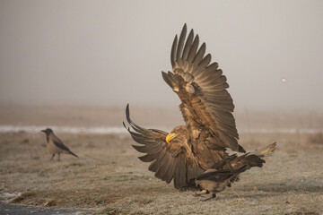 an adult white tailed eagle spreading the wings as he just landed and touched ground by a frozen...