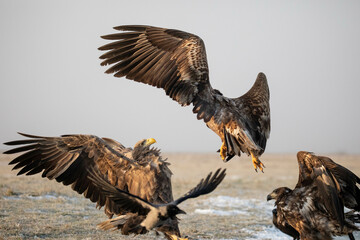 white tailed eagles fighting
