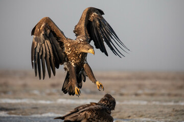 white tailed eagle in flight approaching another eagle on the ground