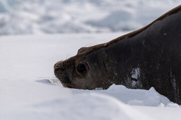  Elephant Seal (Mirounga leonina) in Antarctica.