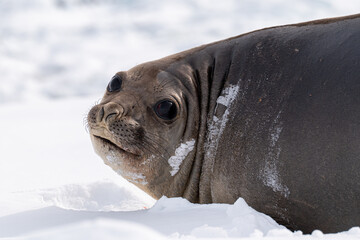  Elephant Seal (Mirounga leonina) in Antarctica.