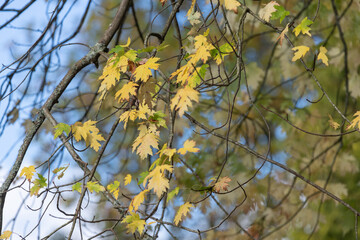 Close up of autumn leaves on a silver maple (acer saccharinum) tree