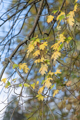 Close up of autumn leaves on a silver maple (acer saccharinum) tree