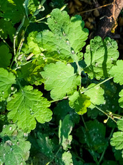 Drops of dew on green leaves of Celandine or Chelidonium in spring. Morning. Clear weather.