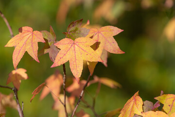 Obraz premium Japanese maple (acer palmatum) leaves in autumn