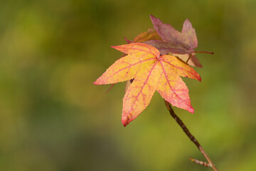 Japanese maple (acer palmatum) leaves in autumn