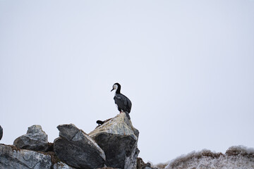 Antarctic shags (Leucocarbo bransfieldensis) in Anatrctica.