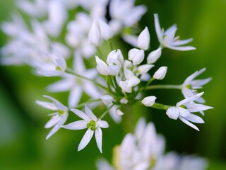 Color stock image of Wild garlic. Germany