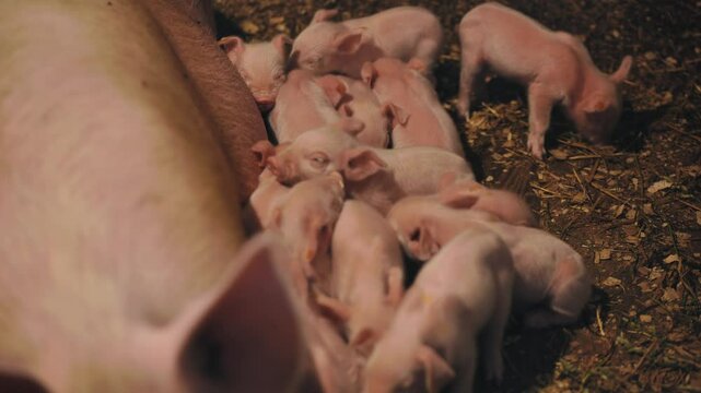 Nursing piglets feeding alongside sow in rustic farmyard setting, depicting rural animal husbandry