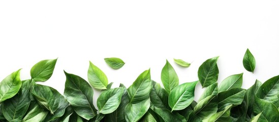 Obraz premium Lush green leaves in various shades forming a natural boundary or frame around a white background providing a fresh and organic feel to the image The leaves create a beautiful