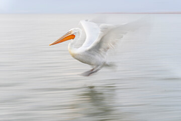 Europe, Greece, Lake Kerkini. Dalmatian pelican lands in a blur.