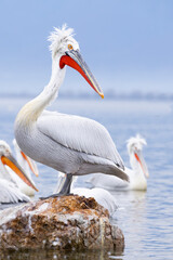 Europe, Greece, Lake Kerkini. Portrait of a Dalmatian pelican standing of rocks in Lake Kerkini.