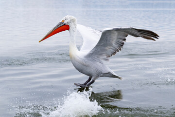 Europe, Greece, Lake Kerkini. Dalmatian pelican lands in the lake waters.