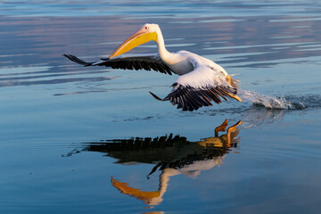 Europe, Greece, Lake Kerkini. Great white pelican takes off in the still water.