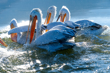 Europe, Greece, Lake Kerkini. Group of Dalmatian pelicans fight over a fish.