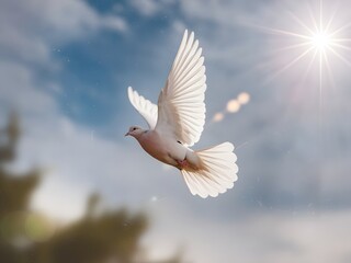 Obraz premium White dove flying in the sky