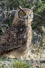 Great Horned Owl, Bubo virginianus nacurutu, Peninsula Valdes, Patagonia, Argentina.
