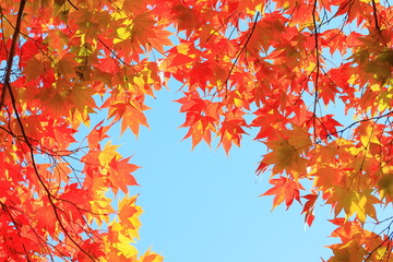 red maple leaves and blue sky