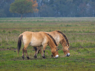 Przewalski's Horse or Takhi on a free range area in the Hortobagy National Park, which is listed as...