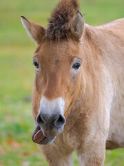 Przewalski's Horse or Takhi in the wildlife center of the Hortobagy National Park, which is listed as UNESCO World Heritage Site. The true wild horses are kept in the Pentezug-Puszta, Hungary.