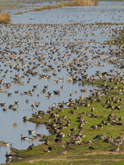 Greylag goose (Anser anser) and Greater white-fronted goose during autumn at a resting and feeding place in the Hortobagy National Park, which is listed as UNESCO World Heritage Site, Hungary.