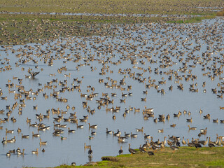 Greylag goose (Anser anser) and Greater white-fronted goose during autumn at a resting and feeding place in the Hortobagy National Park, which is listed as UNESCO World Heritage Site, Hungary.