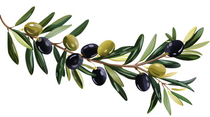 An olive branch with ripe black and green olives, isolated on a white background