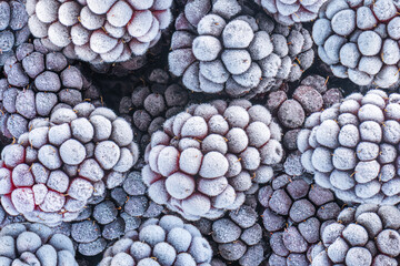 Frozen blackberries are covered with a large amount of white frost.